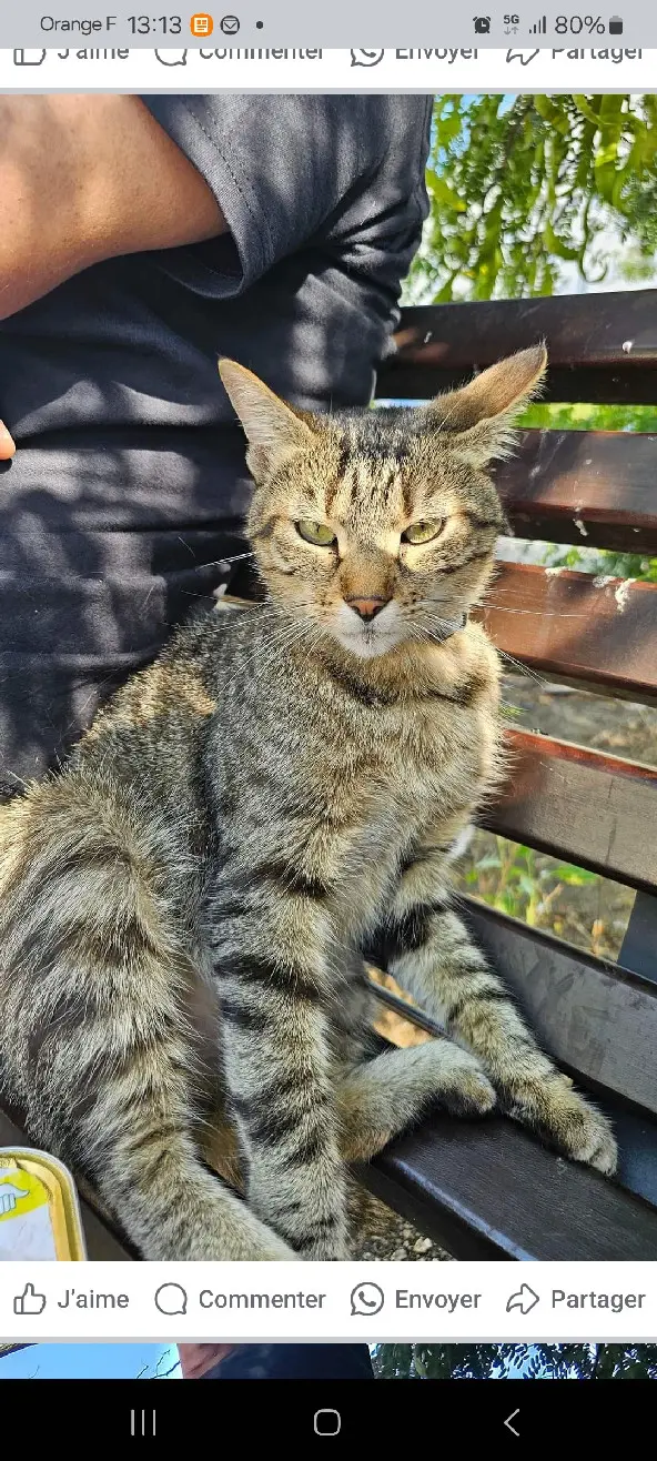 Chat Perdu 69M Métropole de Lyon